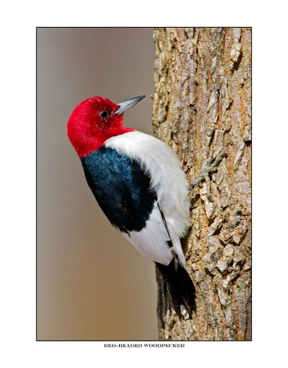 7853 red-headed woodpecker.jpg
